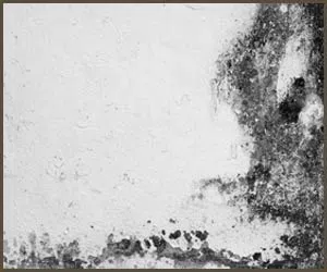 Royal Palm Beach Restoration Company Royal Palm Beach, FL 561-403-0150 - mold-side