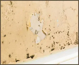 Royal Palm Beach Restoration Company Royal Palm Beach, FL 561-403-0150